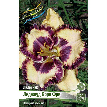 Лилейник Леджвуд Борн Фри I 25 шт Биг-пак 5868