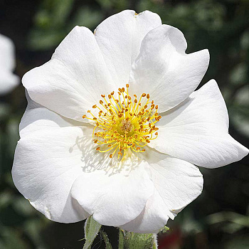 Роза Канадская (плетистая) Невада Садовита