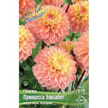 Георгина Принцесса Элизабет I 15 шт Шоу-бокс 9035