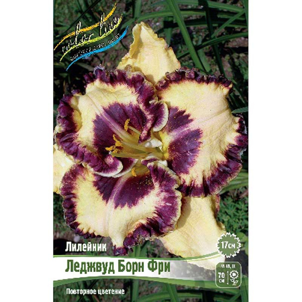 Лилейник Леджвуд Борн Фри I 25 шт Биг-пак 5868