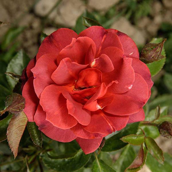 Роза флорибунда Хот шоколад Садовита