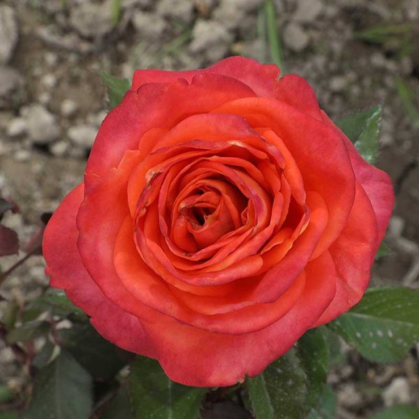 Роза чайно-гибридная Фройде Садовита