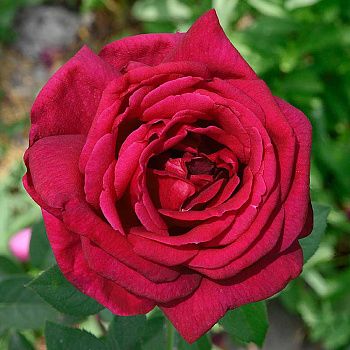 Роза чайно-гибридная Алматинская Садовита