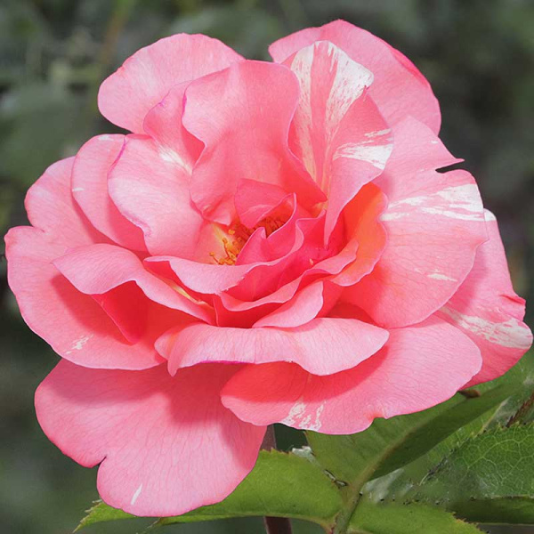 Роза флорибунда Гримальди Садовита