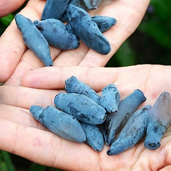 Жимолость Камчатская Восторг C2 шт