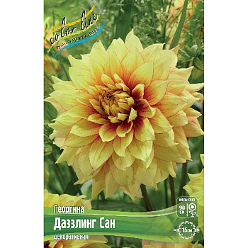 Георгина Даззлинг Сан I 15 шт Шоу-бокс 9519