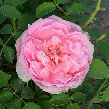 Роза Шраб Принцесса Шарлен де Монако Садовита