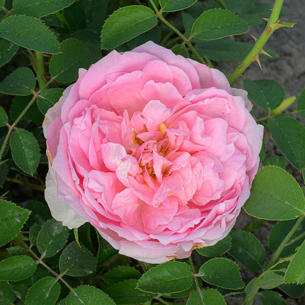 Роза Шраб Принцесса Шарлен де Монако Садовита