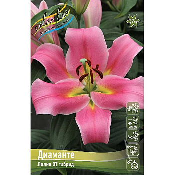 Лилия Диаманте 12/14 5 шт 