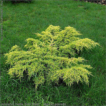Можжевельник Средний Голд Коаст P17 (C2) 35-40
