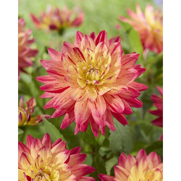 Георгина Рэйнбоу Сайленс I 1 шт