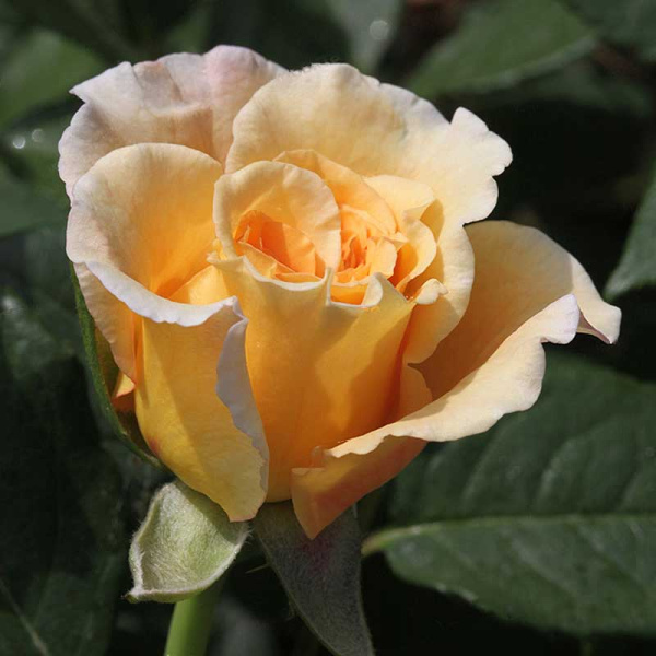 Роза чайно-гибридная Комтесса Садовита