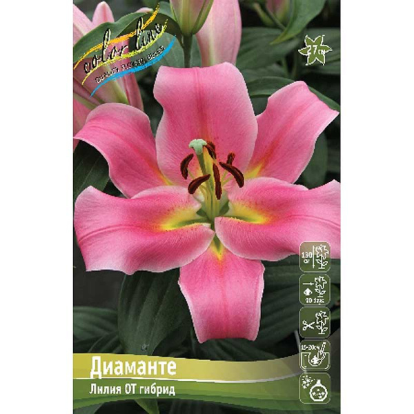 Лилия Диаманте 12/14 5 шт 