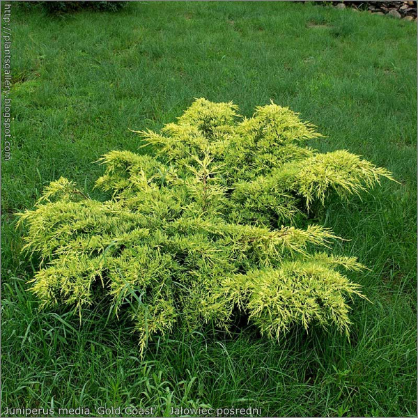 Можжевельник Средний Голд Коаст P17 (C2) 35-40