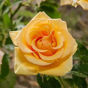 Роза чайно-гибридная Кумбия Садовита