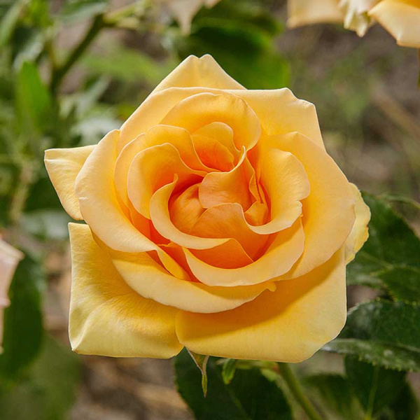 Роза чайно-гибридная Кумбия Садовита