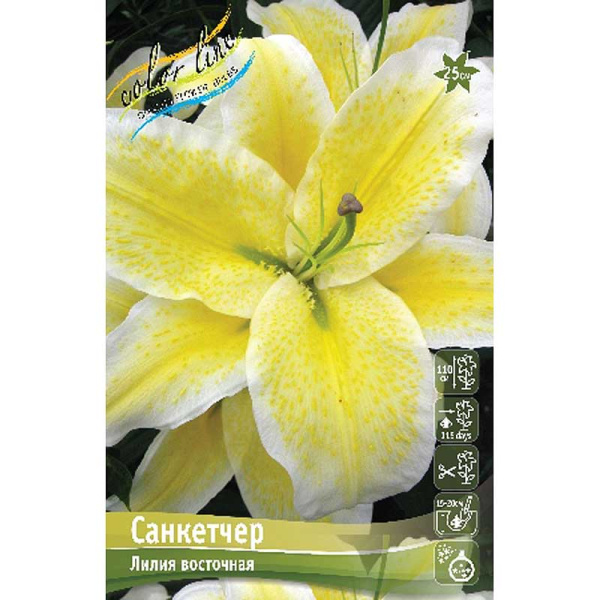Лилия Санкетчер 12/14 25 шт Биг-пак 10430