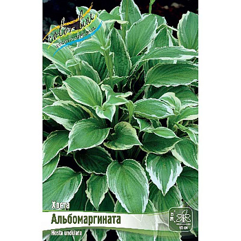 Хоста Альбомаргината 1 n 2 шт