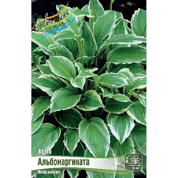 Хоста Альбомаргината 1 n 2 шт