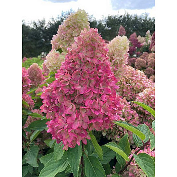 Гортензия Метельчатая Гарденлайт Рэдлайт P12
