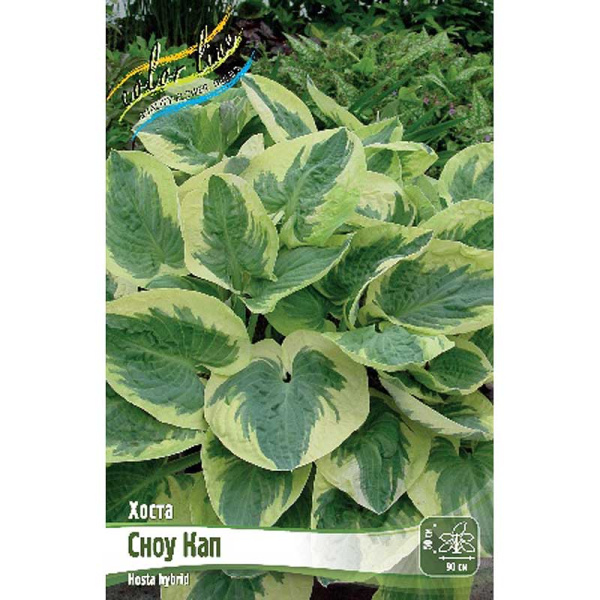 Хоста Сноу Кап 1 n 1 шт