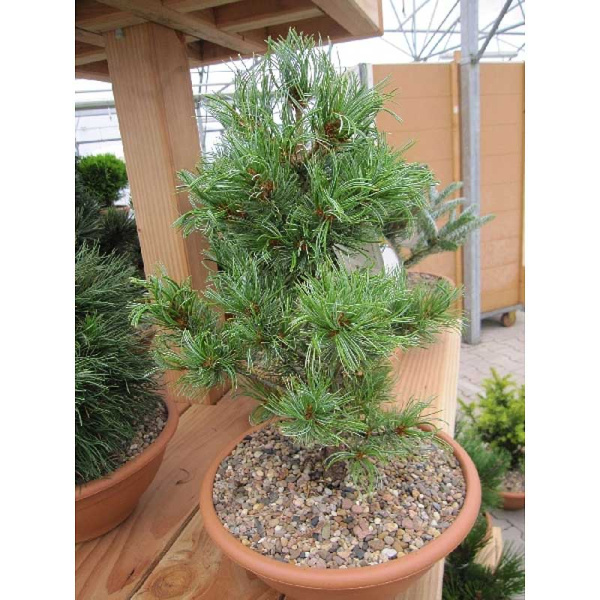 13677 Сосна Мелкоцветковая Шоонс Бонсаи C1.5 ,шт