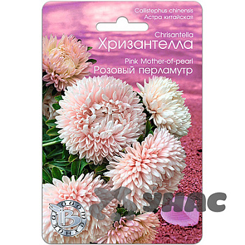 Астра Хризантелла Розовый перламутр Биотехника Ц 