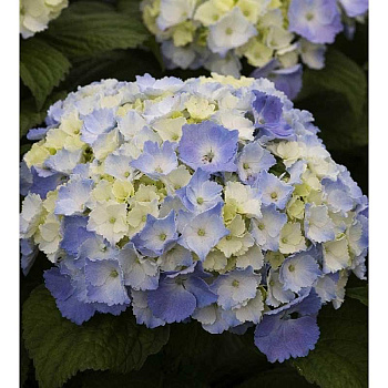 Гортензия Крупнолистовая Никко-Блю P12