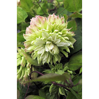 6824 Биг-Пак Клематис Мидори I 25 шт 