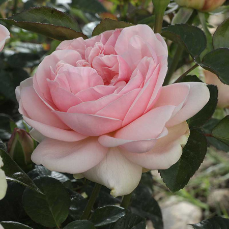 Роза чайно-гибридная Демюр Леди Садовита