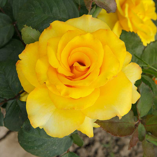 Роза Флорибунда Фрезия Садовита