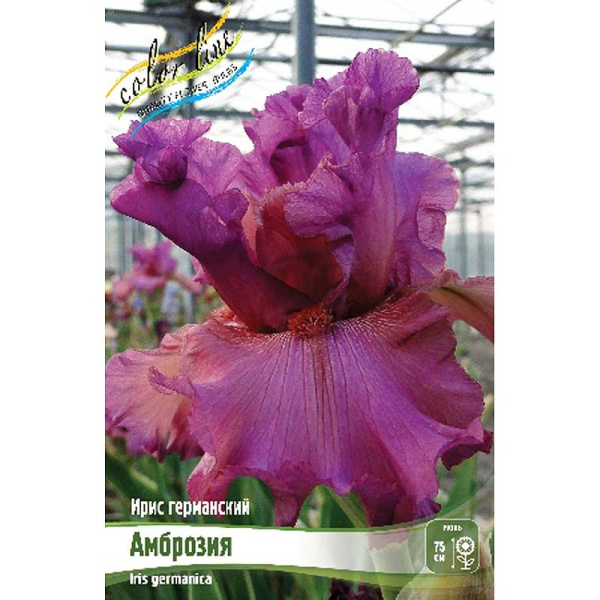 Ирис Германский Амброзия I 1 шт