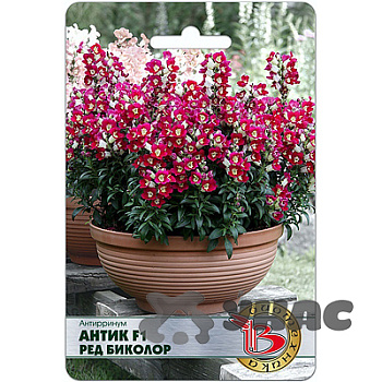 Антирринум Антик F1 Ред Биколор Биотехника Ц 