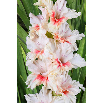 Гладиолус Доктор Айболит 8/10 5 шт, Садовита 