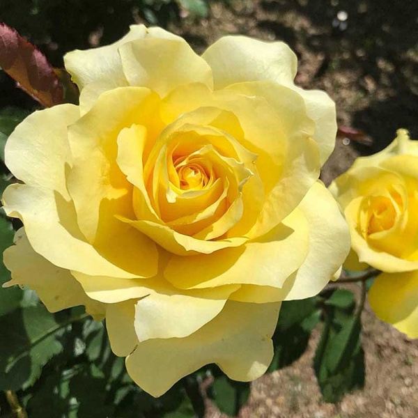 Роза чайно-гибридная Голден Медальон Садовита