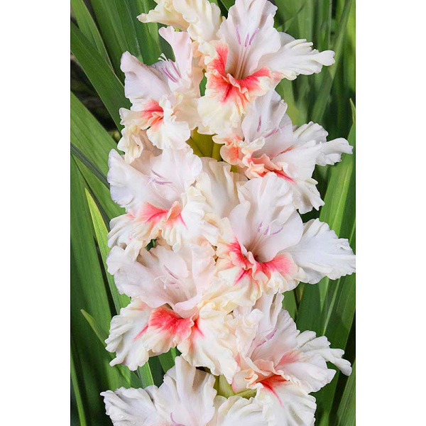 Гладиолус Доктор Айболит 8/10 5 шт, Садовита 