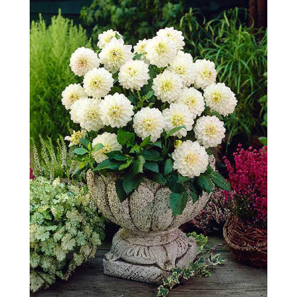 428 Шоу-Бокс Георгина Виттем I 15 шт 