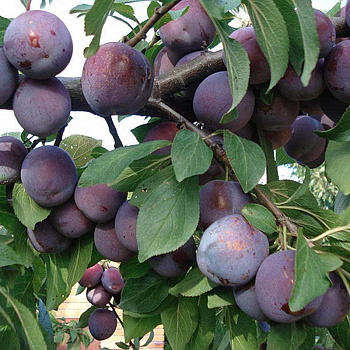 Слива Этюд Садовита