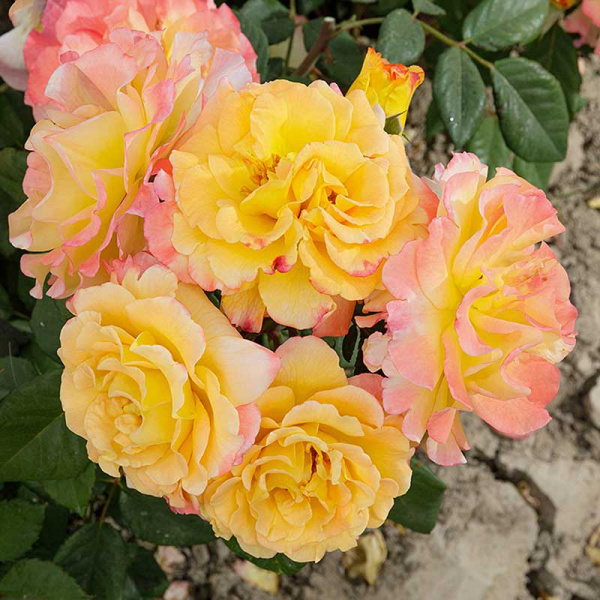 Роза чайно-гибридная Акварель Садовита