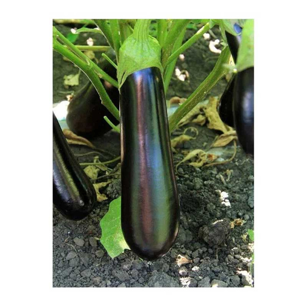 Баклажан Дарко Престиж Ц