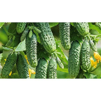 Огурец Герман (1000шт) Маринда/Seminis
