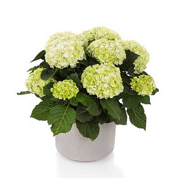 4718 Гортензия Крупнолистовая Хай Хейлстоун P12 ,шт