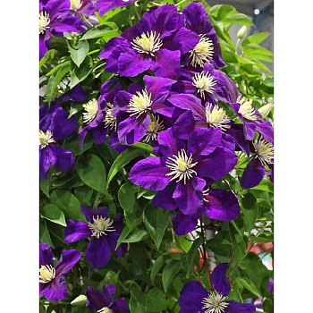 13619 Клематис Неонка P9 ,шт