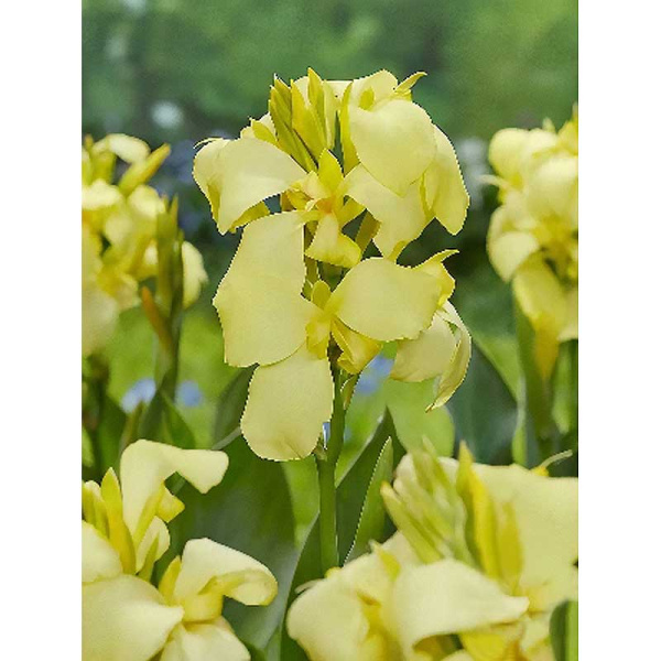 8517 Шоу-Бокс Канна (Зелен) Шайнинг Лемон I 15 шт