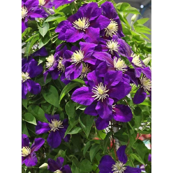 13619 Клематис Неонка P9 ,шт