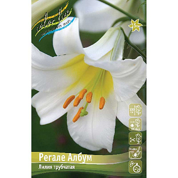 Лилия Регале Албум 16/18 3 шт