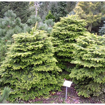 15985 Пихта Нордмана Барабитс Компакт C1.5 ,шт