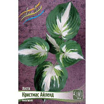 Хоста Кристмас Айленд 1 n 1 шт