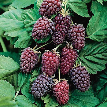 Ежемалина Логанберри Р9