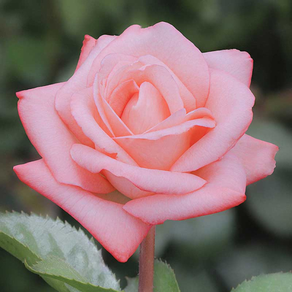 Роза чайно-гибридная Ноблесс Садовита